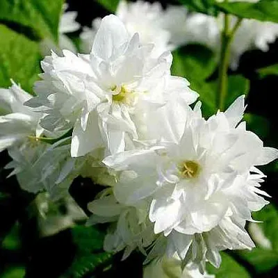 Жасмин ДАМ БЛАНШ  Жасмин ДАМ БЛАНШ в Краснодаре