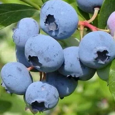 Голубика ДАРРОУ  Голубика ДАРРОУ в Краснодаре