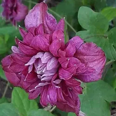 Клематис ПУРПУРЕА ПЛЕНА ЭЛЕГАНС  Клематис ПУРПУРЕА ПЛЕНА ЭЛЕГАНС в Краснодаре