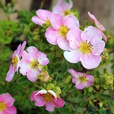 Лапчатка НЬЮ ДАУН кустарниковая  Лапчатка НЬЮ ДАУН кустарниковая в Краснодаре