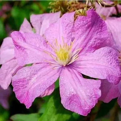 Клематис КОМТЕСС ДЕ БУШО  Клематис КОМТЕСС ДЕ БУШО в Краснодаре