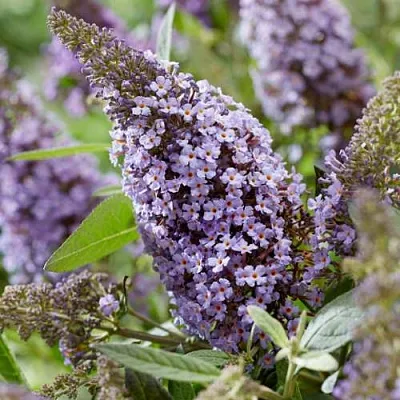 Буддлея давида БАТТЕРФЛЯЙ КАНДИ ЛИЛА СВИТХАРТ  Буддлея давида БАТТЕРФЛЯЙ КАНДИ ЛИЛА СВИТХАРТ в Краснодаре