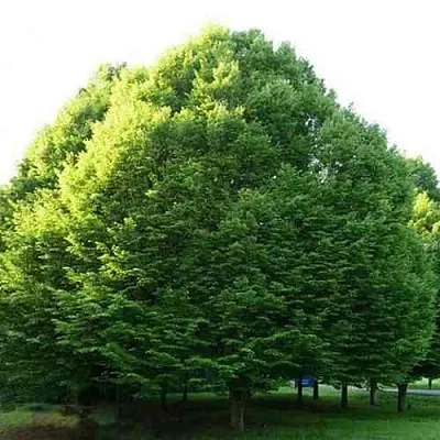 Граб японский в Краснодаре