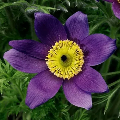 Прострел ПИНВИЛ БЛЮ ШЕЙДЕС в Краснодаре