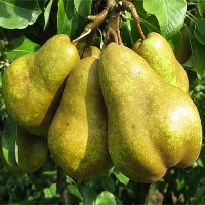 Груша СИЛЬВА в Краснодаре
