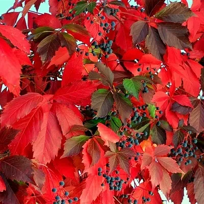 Девичий виноград в Краснодаре