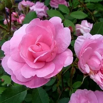 Саженцы роз ДЖОН ДЭВИС плетистая  Саженцы роз ДЖОН ДЭВИС плетистая в Краснодаре