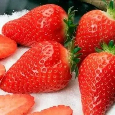 Клубника АЛЬБА — описание сорта Клубника АЛЬБА в Краснодаре