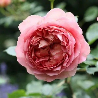 Саженцы роз РИДЖЕНТС ПАРК чайно-гибридная в Краснодаре