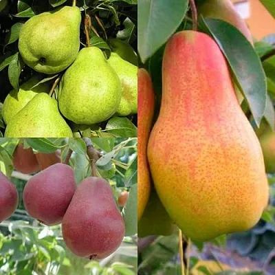 Комплект ГРУШЕВОЕ АССОРТИ в Краснодаре