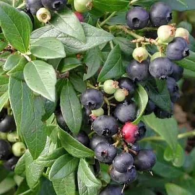 Голубика ПУТТЕ  Голубика ПУТТЕ в Краснодаре