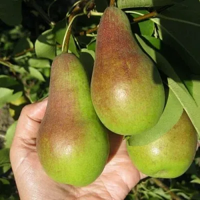 Груша ТАЛГАРСКАЯ КРАСАВИЦА в Краснодаре