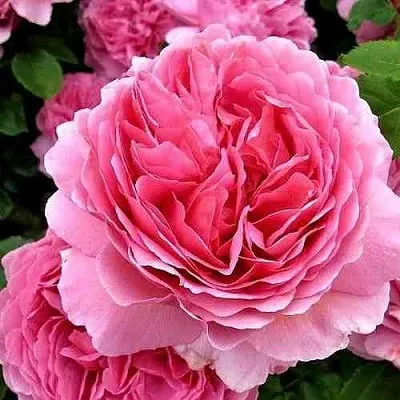 Саженцы роз ПРИНЦЕССА АЛЕКСАНДРА ОФ КЕНТ английская  Саженцы роз ПРИНЦЕССА АЛЕКСАНДРА ОФ КЕНТ английская в Краснодаре