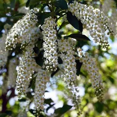 Черемуха виргинская ШУБЕРТ  Черемуха виргинская ШУБЕРТ в Краснодаре