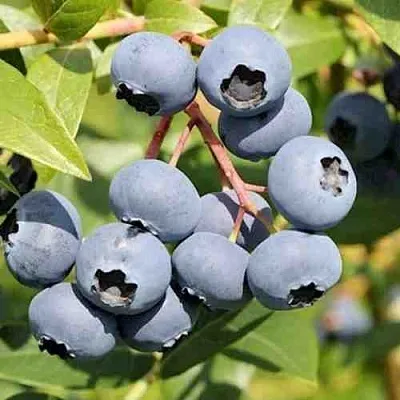 Голубика КРОЭТЭН  Голубика КРОЭТЭН в Краснодаре