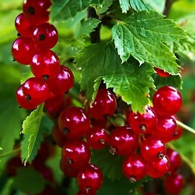 Смородина красная РОЛАН  Смородина красная РОЛАН в Краснодаре