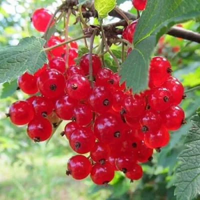 Смородина красная КРАСНАЯ АНДРЕЙЧЕНКО  Смородина красная КРАСНАЯ АНДРЕЙЧЕНКО в Краснодаре