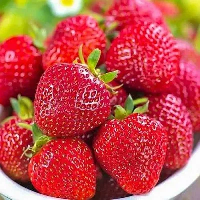 Клубника СИЛЬВИЯ  Клубника СИЛЬВИЯ в Краснодаре