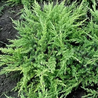 Можжевельник ШЛЯГЕР прибрежный  Можжевельник ШЛЯГЕР прибрежный в Краснодаре