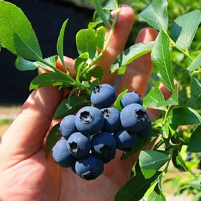 Голубика НОРТ КАНТРИ  Голубика НОРТ КАНТРИ в Краснодаре