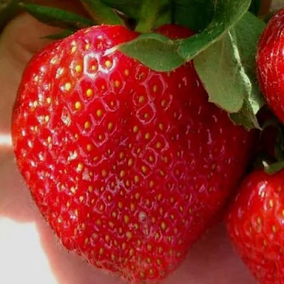 Клубника МАГНУС  Клубника МАГНУС в Краснодаре