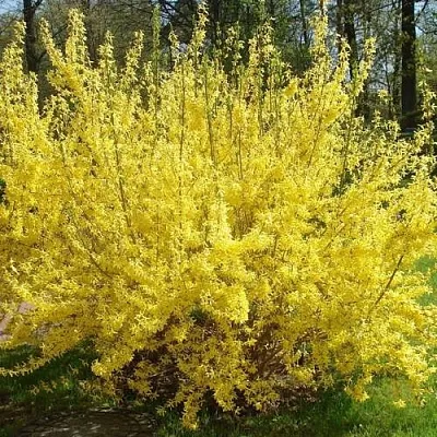 Форзиция ФОРЧУНА  Форзиция ФОРЧУНА в Краснодаре