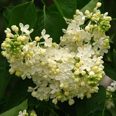 Сирень ПРИМРОУЗ  Сирень ПРИМРОУЗ в Краснодаре