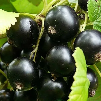 Смородина черная ЭБОНИ в Краснодаре