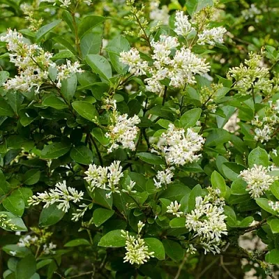 Бирючина в Краснодаре