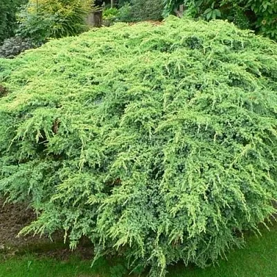 Можжевельник ХОЛГЕР чешуйчатый  Можжевельник ХОЛГЕР чешуйчатый в Краснодаре