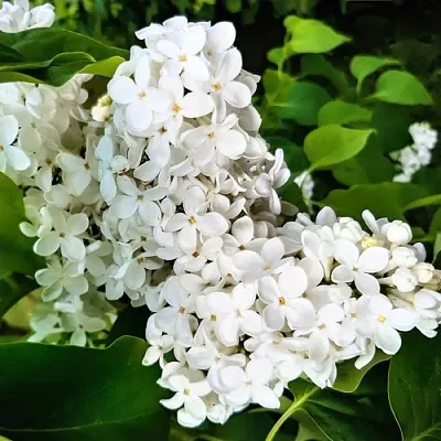 Сирень МАЛЕНЬКИЙ ПРИНЦ  Сирень МАЛЕНЬКИЙ ПРИНЦ в Краснодаре