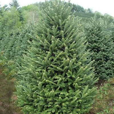 Пихта ФРАЗЕРА в Краснодаре