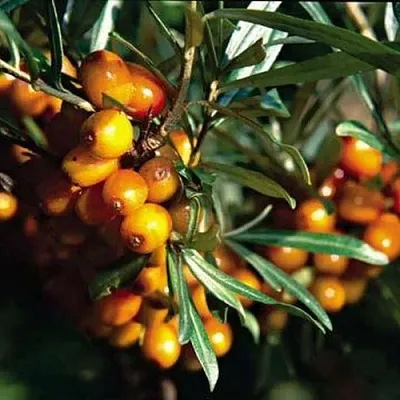 Облепиха ДАР КАЗАКОВУ в Краснодаре