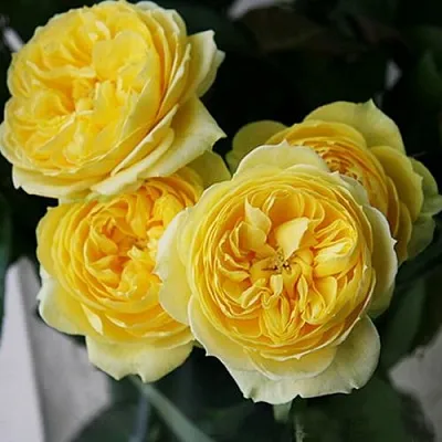 Саженцы роз КАТАЛИНА спрей  Саженцы роз КАТАЛИНА спрей в Краснодаре