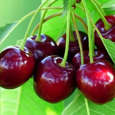 Вишня ВЯНОК  Вишня ВЯНОК в Краснодаре