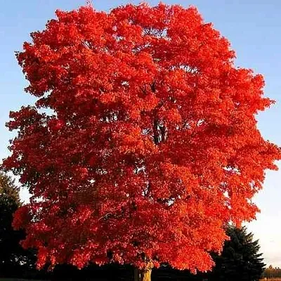 Дуб красный   Дуб красный  в Краснодаре