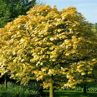 Клен ложноплатановый  Клен ложноплатановый в Краснодаре