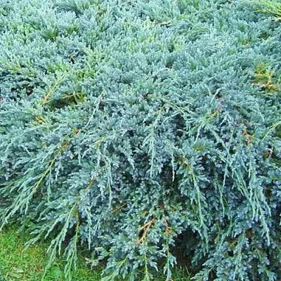 Можжевельник БЛЮ КАРПЕТ чешуйчатый  Можжевельник БЛЮ КАРПЕТ чешуйчатый в Краснодаре