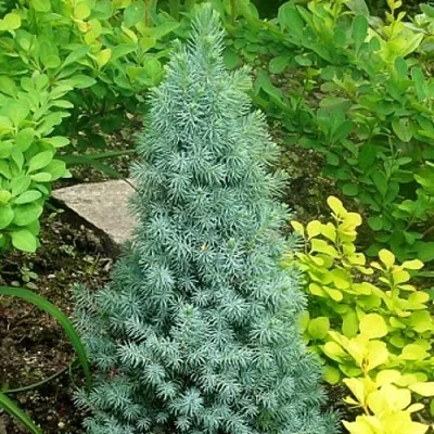 Ель КОНИКА сизая  Ель КОНИКА сизая в Краснодаре