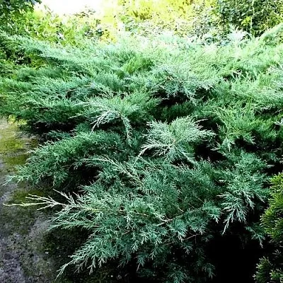 Можжевельник ПФИТЦЕРИАНА ГЛАУКА средний  Можжевельник ПФИТЦЕРИАНА ГЛАУКА средний в Краснодаре