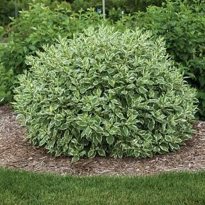 Дерен ЭЛЕГАНТИССИМА белый  Дерен ЭЛЕГАНТИССИМА белый в Краснодаре