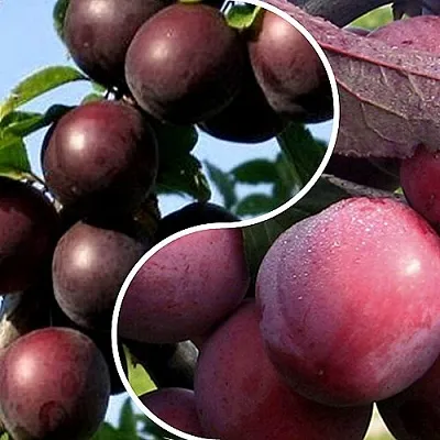 Комплект ИЗЮМИНКА САДА в Краснодаре