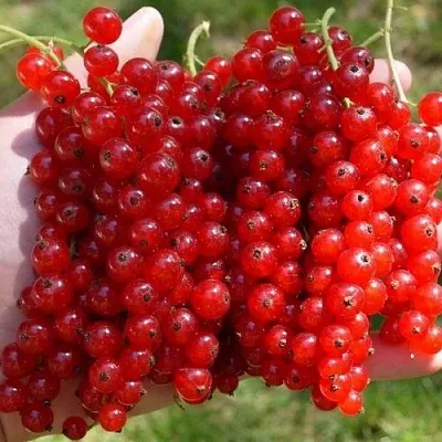 Смородина красная РЕД ПУЛ  Смородина красная РЕД ПУЛ в Краснодаре