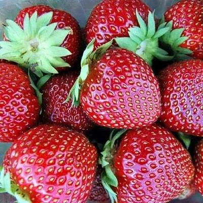 Клубника МАЛЬВИНА  Клубника МАЛЬВИНА в Краснодаре