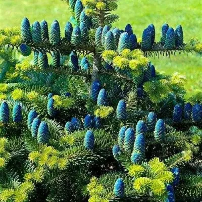 Пихта корейская  — описание сорта Пихта корейская  в Краснодаре