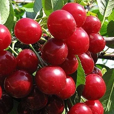 Вишня ГЛУБОКСКАЯ  Вишня ГЛУБОКСКАЯ в Краснодаре