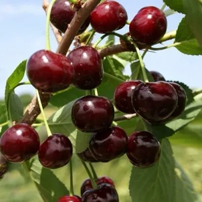 Вишня ГРИОТ БЕЛОРУССКИЙ  Вишня ГРИОТ БЕЛОРУССКИЙ в Краснодаре