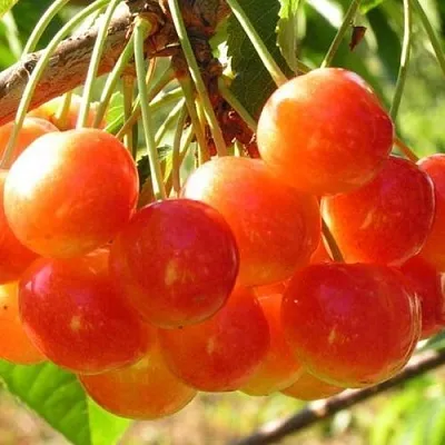 Черешня СОПЕРНИЦА в Краснодаре