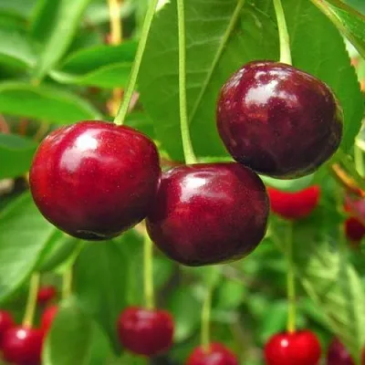 Вишня УЙФЕХЕРТОЙ ФЮРТОШ  Вишня УЙФЕХЕРТОЙ ФЮРТОШ в Краснодаре