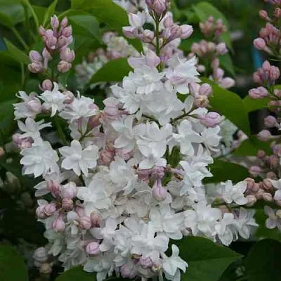 Сирень КРАСАВИЦА МОСКВЫ  Сирень КРАСАВИЦА МОСКВЫ в Краснодаре